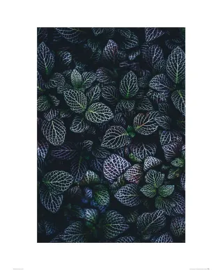 Liście Fitonii - reprodukcja