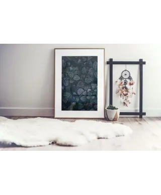 Liście Fitonii - reprodukcja