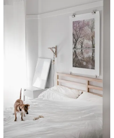 Cherry Blossom - reprodukcja