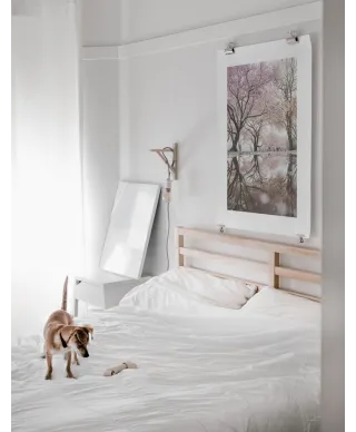 Cherry Blossom - reprodukcja