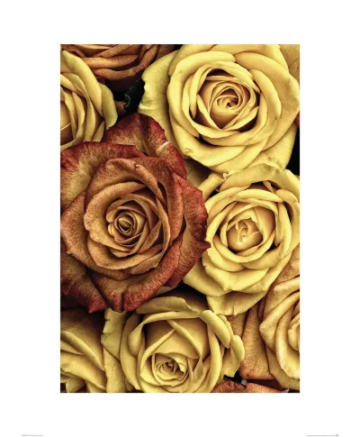 Złote Róże - reprodukcja