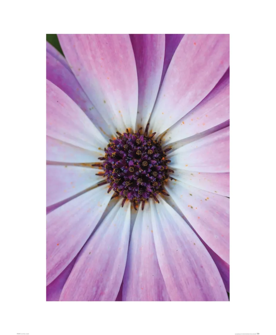 Fioletowy kwiatek - reprodukcja