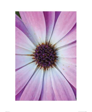 Fioletowy kwiatek - reprodukcja