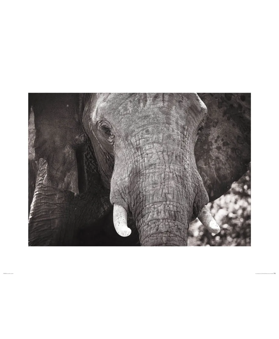 Słoń - reprodukcja