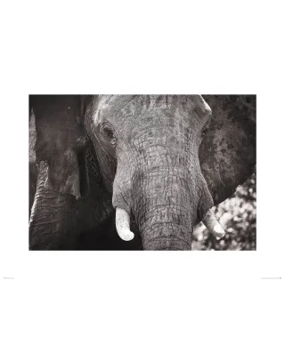 Słoń - reprodukcja