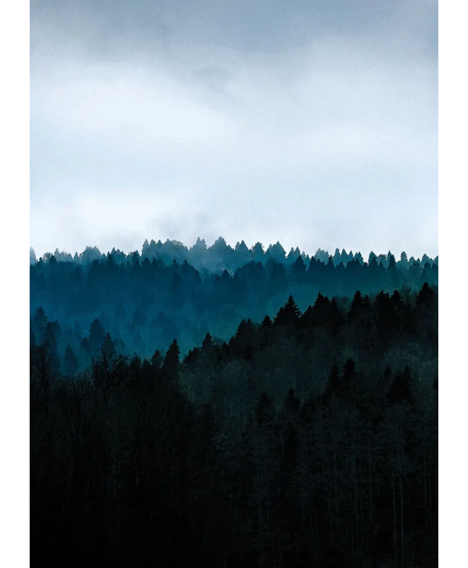 Ponury Las - fototapeta