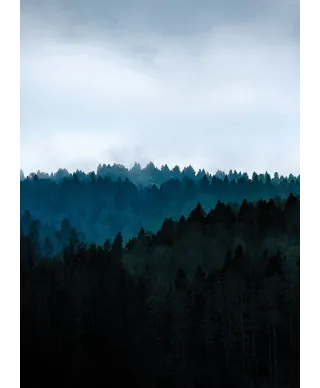 Ponury Las - fototapeta