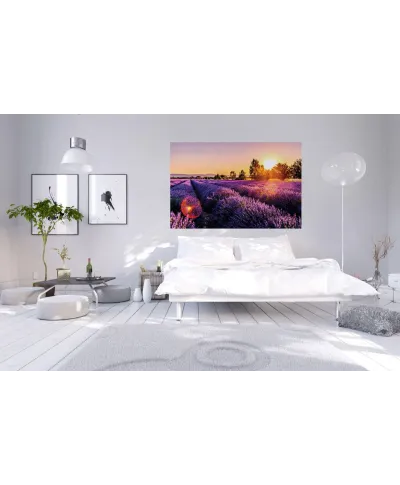 Pole Lawendy - fototapeta