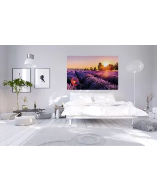 Pole Lawendy - fototapeta