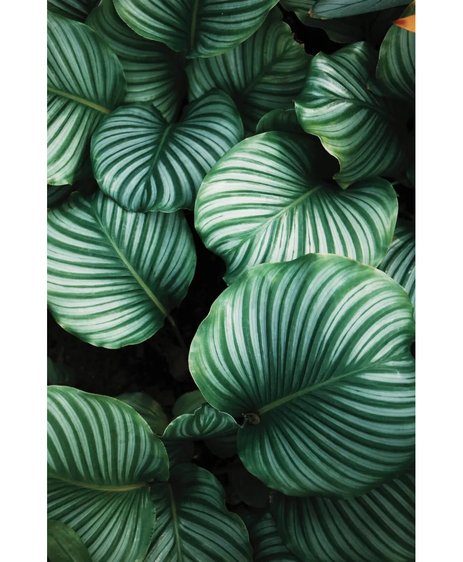 Kalatea Okrągłolistna - fototapeta