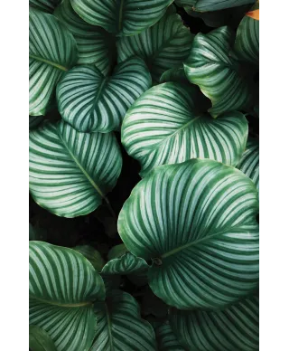 Kalatea Okrągłolistna - fototapeta