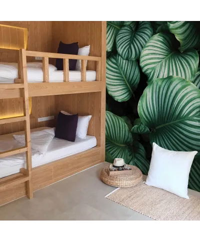 Kalatea Okrągłolistna - fototapeta