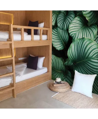 Kalatea Okrągłolistna - fototapeta