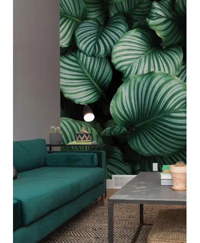 Kalatea Okrągłolistna - fototapeta