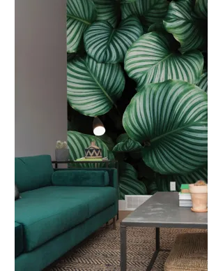 Kalatea Okrągłolistna - fototapeta