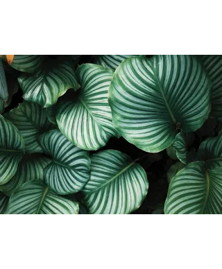 Kalatea Okrągłolistna - fototapeta