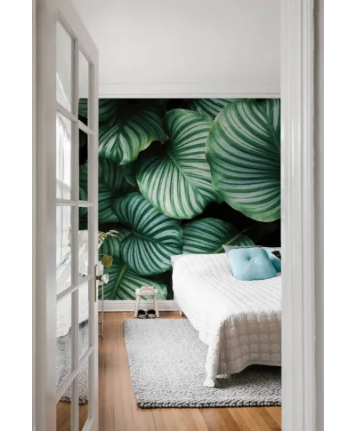 Kalatea Okrągłolistna - fototapeta