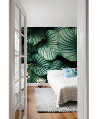 Kalatea Okrągłolistna - fototapeta