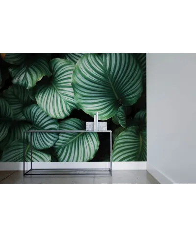 Kalatea Okrągłolistna - fototapeta