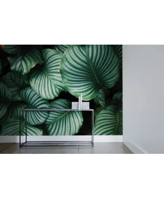 Kalatea Okrągłolistna - fototapeta