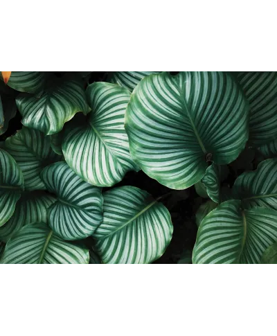 Kalatea Okrągłolistna - fototapeta