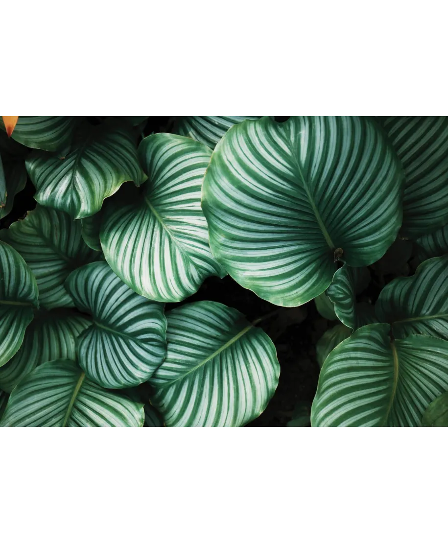 Kalatea Okrągłolistna - fototapeta