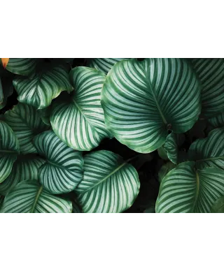 Kalatea Okrągłolistna - fototapeta