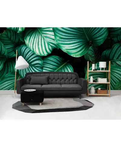 Kalatea Okrągłolistna - fototapeta