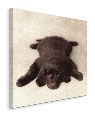 Oscar - Obraz na płótnie