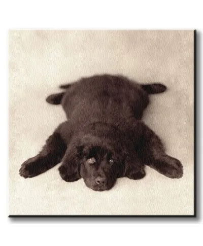 Oscar - Obraz na płótnie