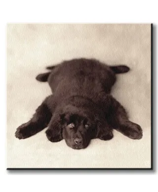 Oscar - Obraz na płótnie