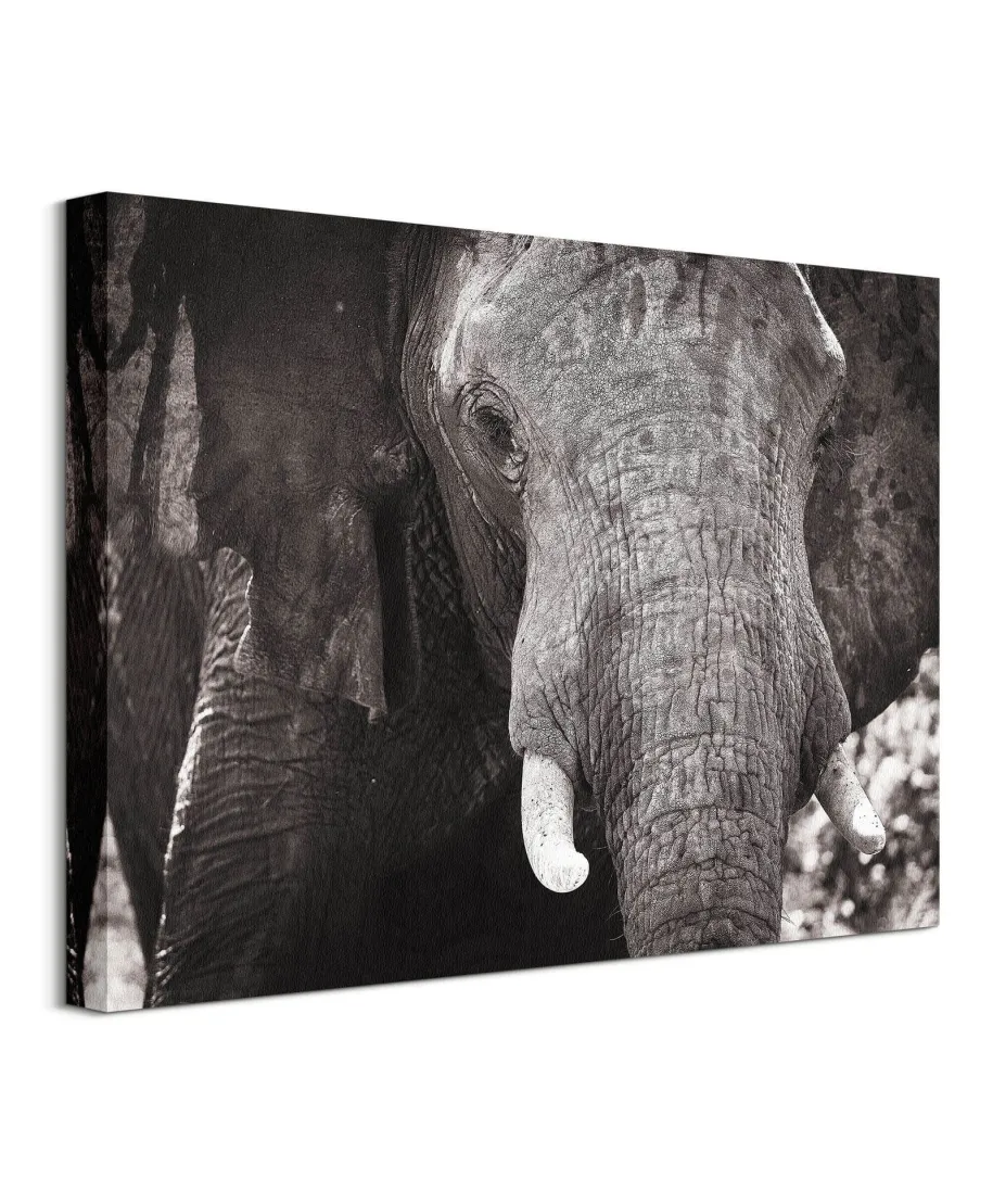 Słoń - Obraz na płótnie