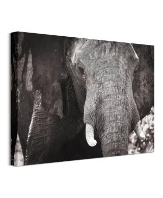 Słoń - Obraz na płótnie