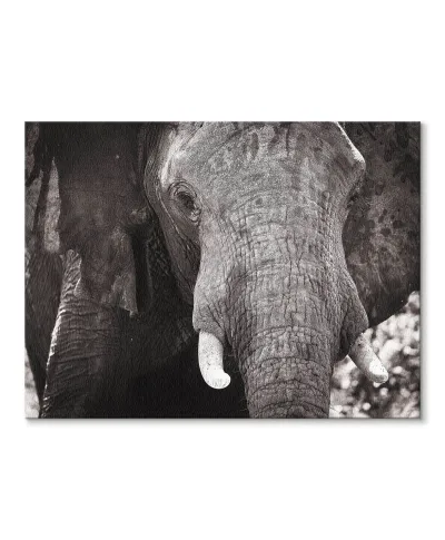 Słoń - Obraz na płótnie