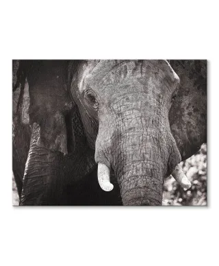 Słoń - Obraz na płótnie