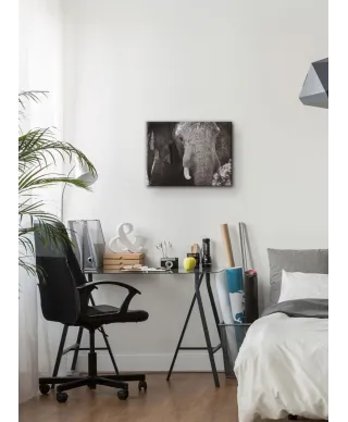 Słoń - Obraz na płótnie