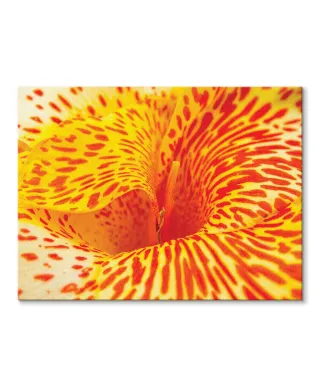 Alstremeria - Obraz na płótnie