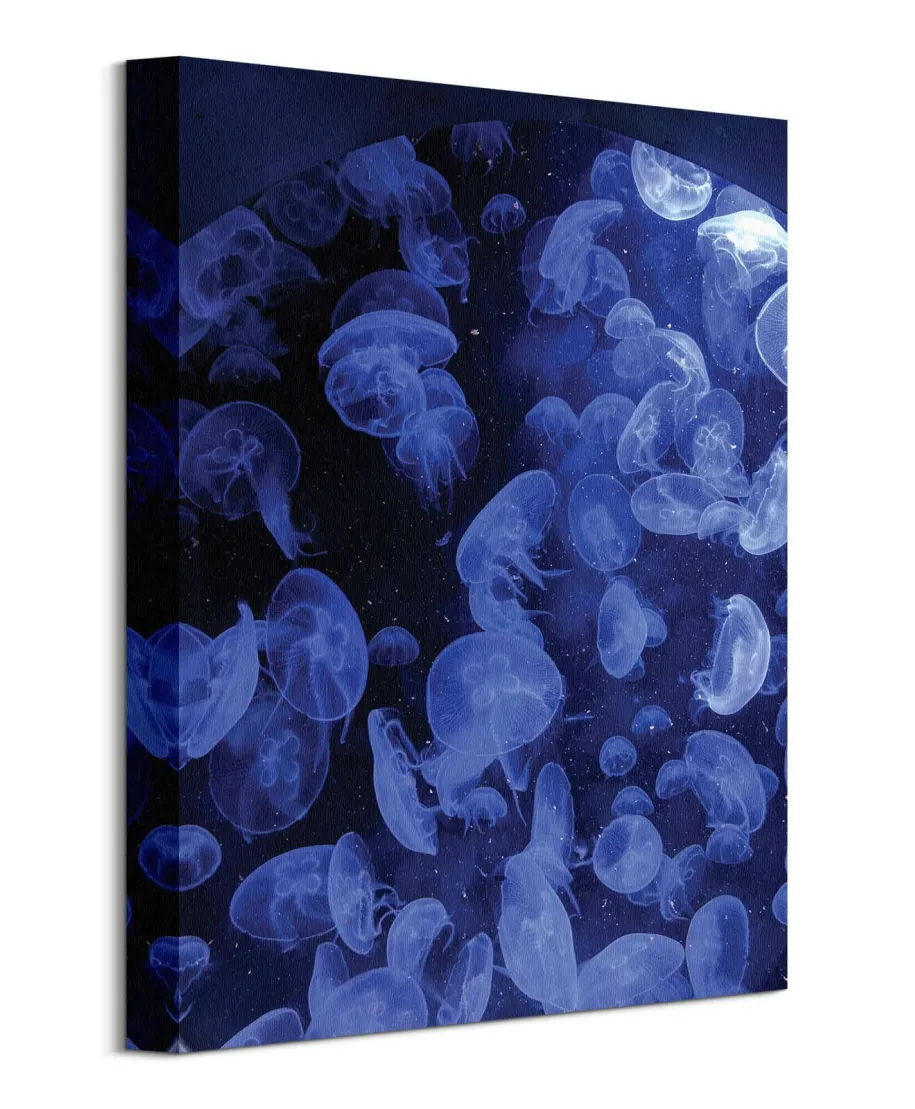 Meduzy - Obraz na płótnie