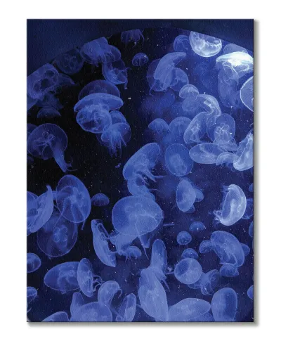 Meduzy - Obraz na płótnie