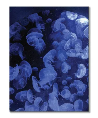 Meduzy - Obraz na płótnie