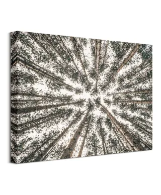 Las Iglasty Sięgający Nieba - Obraz na płótnie