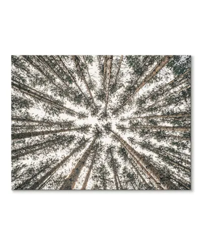 Las Iglasty Sięgający Nieba - Obraz na płótnie