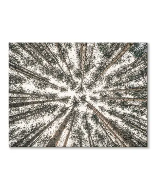 Las Iglasty Sięgający Nieba - Obraz na płótnie