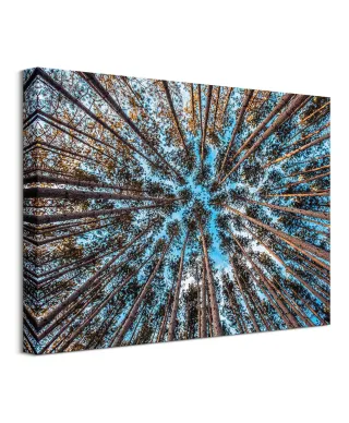 Korony drzew w słońcu - Obraz na płótnie