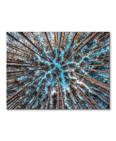 Korony drzew w słońcu - Obraz na płótnie