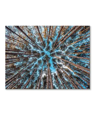 Korony drzew w słońcu - Obraz na płótnie