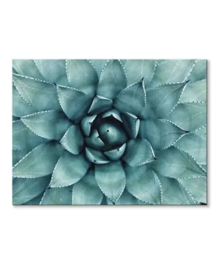 Cactus - Obraz na płótnie