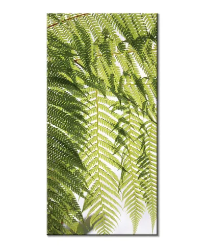 Liście Paproci - obraz na płótnie