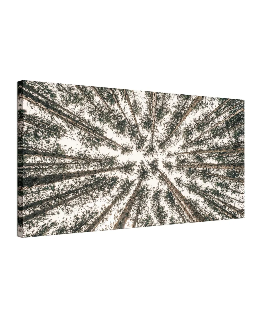 Las Iglasty Sięgający Nieba - obraz na płótnie