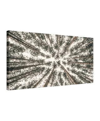 Las Iglasty Sięgający Nieba - obraz na płótnie